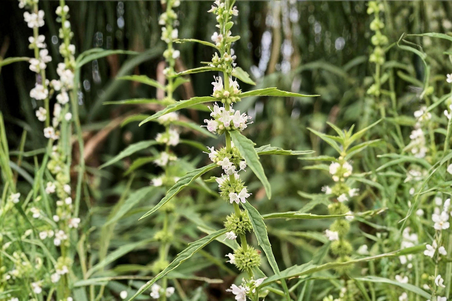 American Bugleweed Seeds - Wetland Perennial for Rain Gardens, Pollinator Habitat, Native North American Plant, 500 Seeds