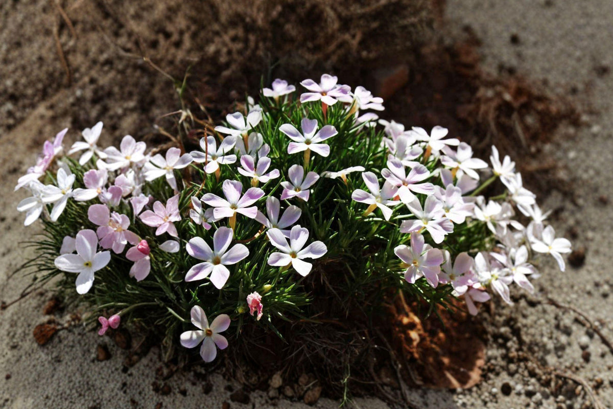 Mountain Phlox Seeds – Vibrant Pink Wildflower, Pollinator Garden, Linanthus grandiflorus, Annual Flower for Borders & Wildflower Mixes