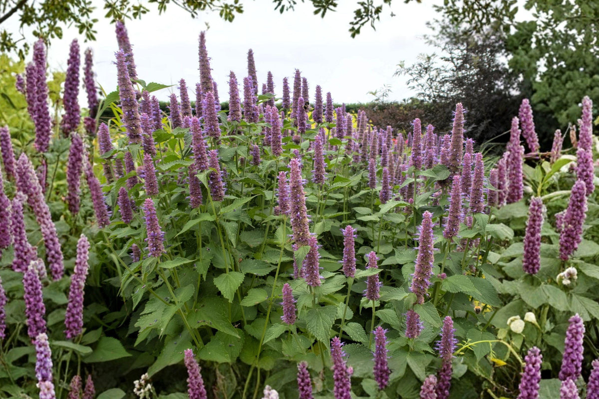 Anise Hyssop Seeds – Licorice Mint, Pollinator Garden Herb, Agastache foeniculum, Blue Flowers, Fragrant Perennial Herb, 100 Seeds