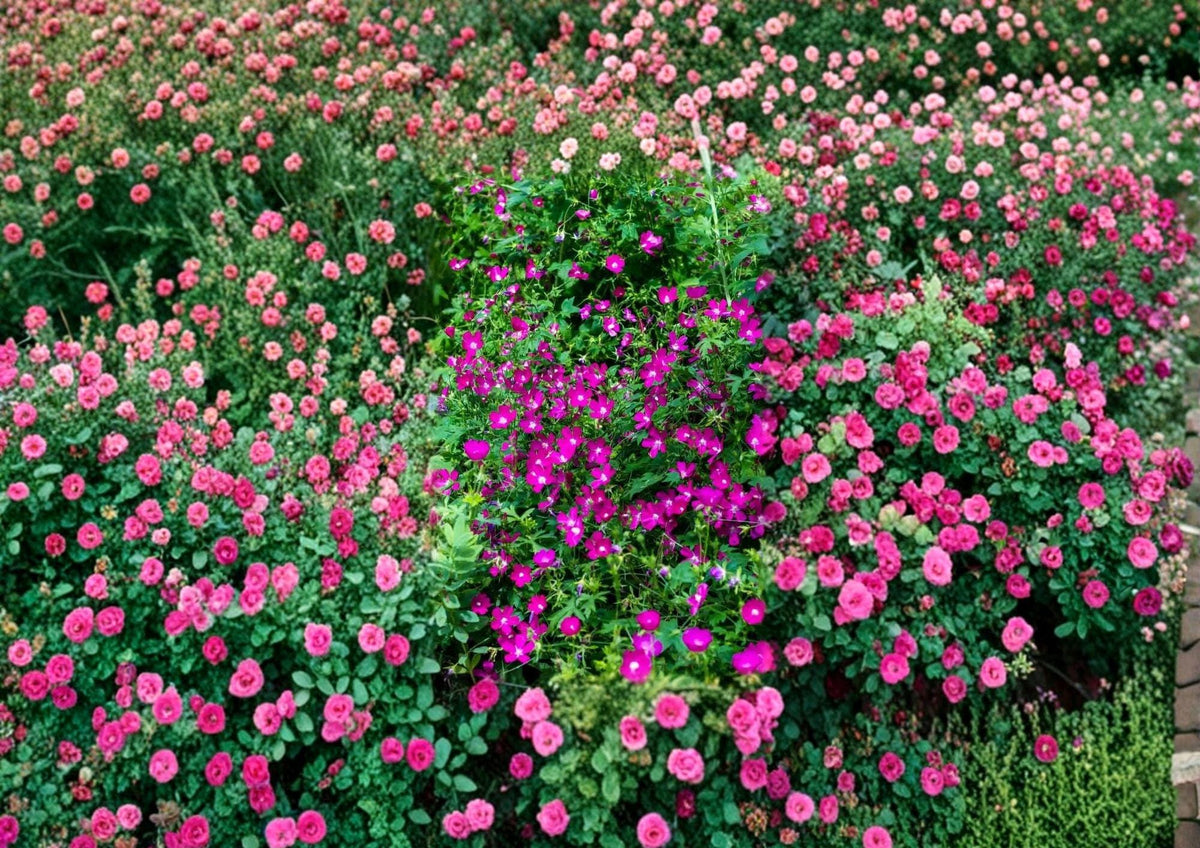 Purple Poppy Mallow Seeds – Drought Tolerant Native Perennial with Vibrant Purple Cup Flowers, Callirhoe involucrata, for Borders & Rock Gardens