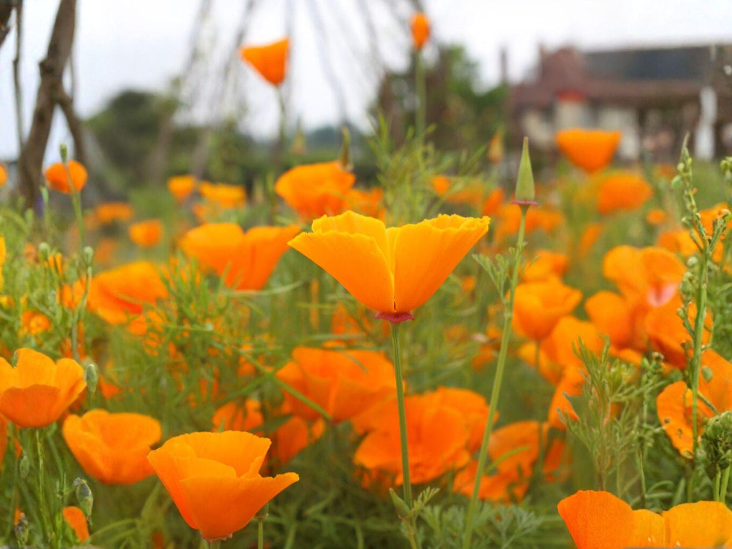 Eschscholzia californica California Poppy Seeds – Orange Wildflower for Pollinator Gardens, Drought Tolerant, Wildflower, Xeriscape