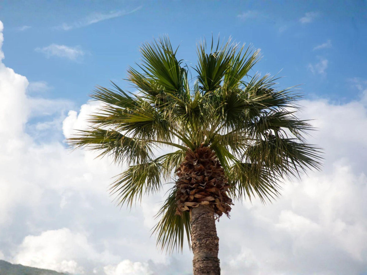 California Fan Palm Seeds – Washingtonia filifera Desert Hardy Tree for Landscape, Drought Tolerant, Full Sun