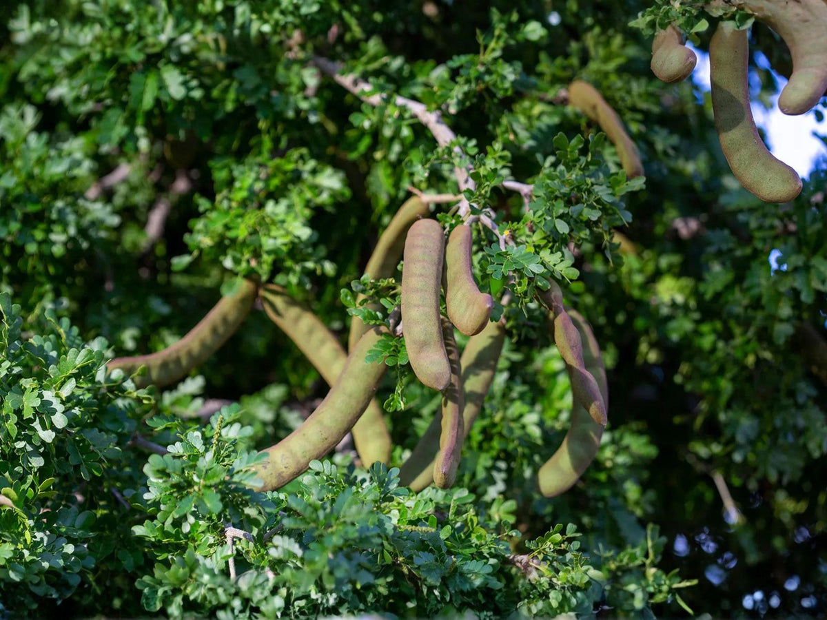 Pithecellobium flexicaule Seeds – Texas Ebony Tree – Drought Tolerant Evergreen for Desert Landscapes – Native to Texas & Mexico