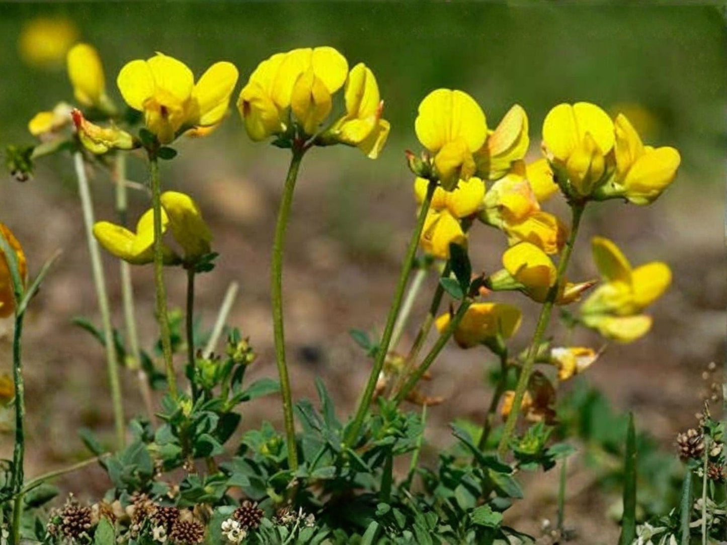 Bird's Foot Trefoil Seeds – Lotus corniculatus Heirloom Non-GMO Flower Seeds for Garden Planting