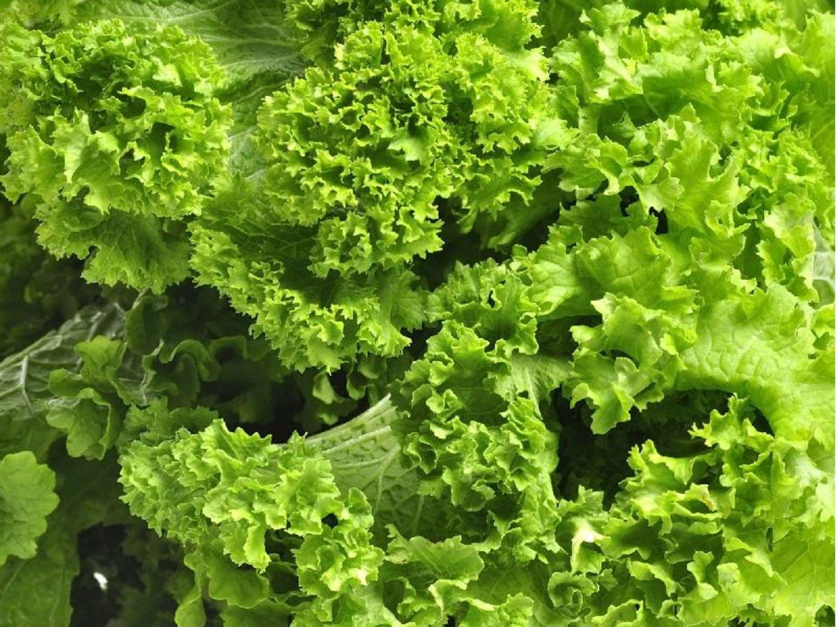 Southern Giant Curled Mustard Seeds – Heirloom Non-GMO Leafy Green Brassica juncea, 500 Seeds