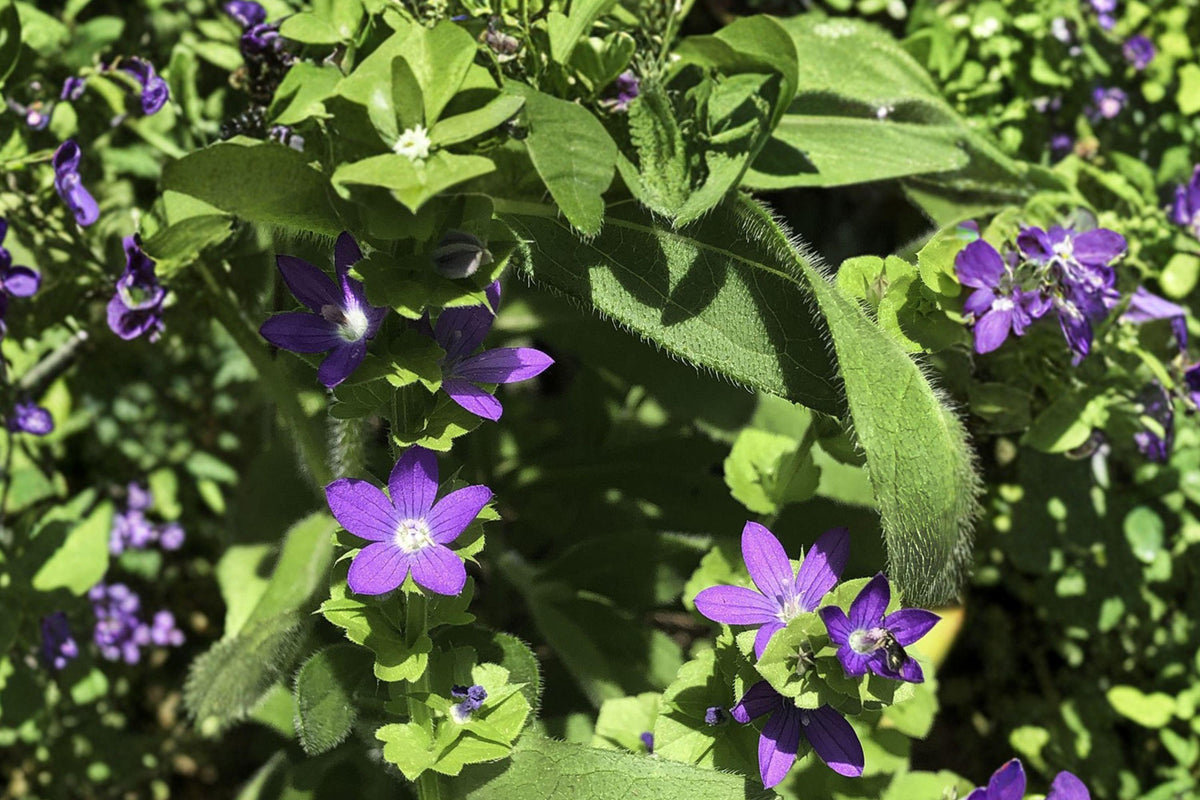 Venus Looking Glass Seeds - 100 Native Wildflower Seeds, Blue-Purple Star-Shaped Blooms, Pollinator Garden, Triodanis perfoliata