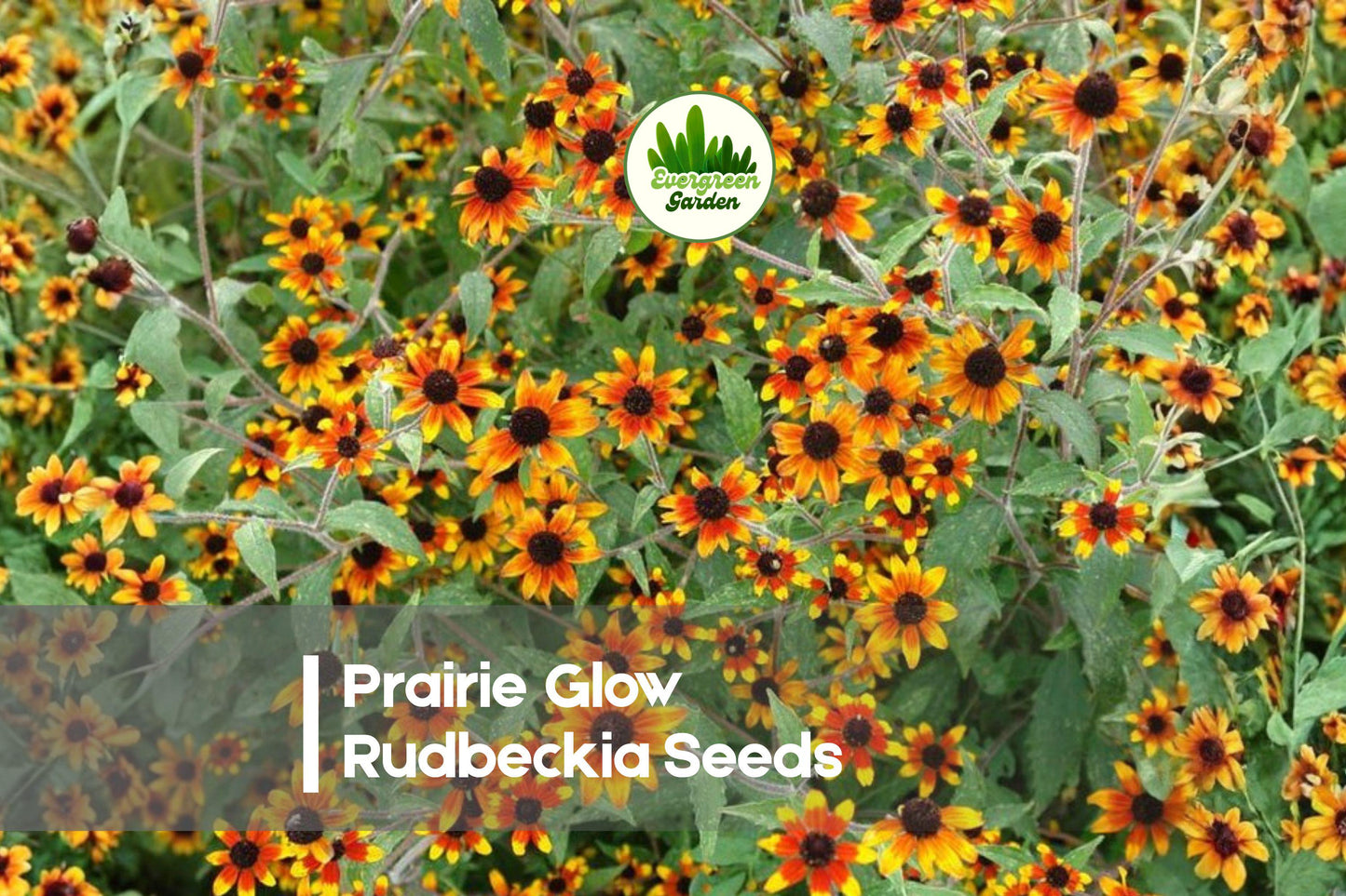 Prairie Glow Rudbeckia Seeds – Bicolor Red and Gold Flowers for Borders, Wildflower Gardens, Pollinator Attracting, 200+ Seeds