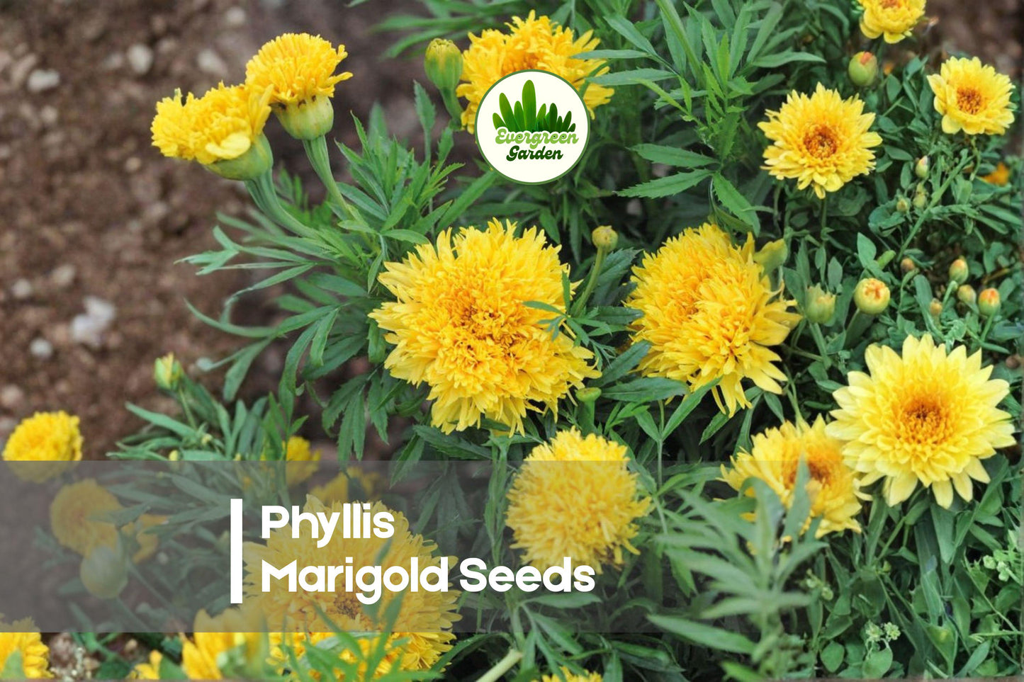 25 Phyllis Marigold Seeds - Bright Yellow Frilly Blooms, Upright Tagetes spp. for Borders, Containers & Garden Beds
