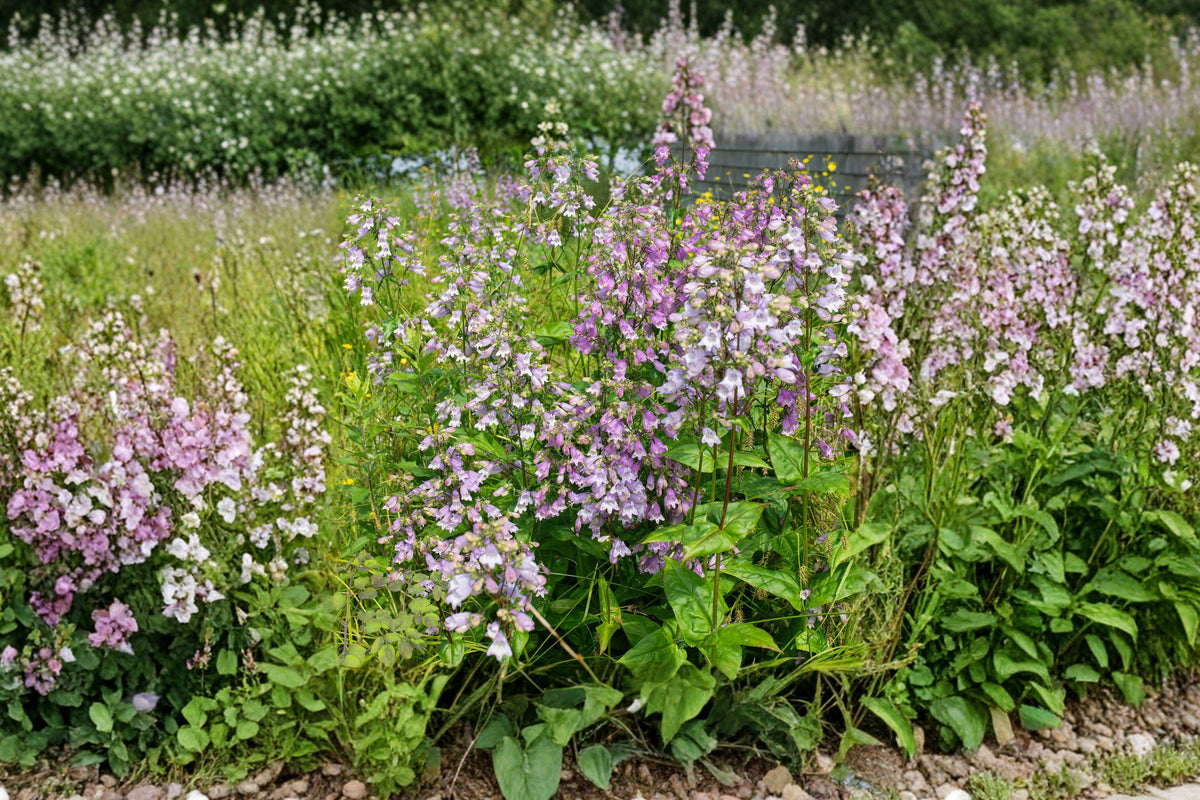Calico Beardtongue Seeds – Native Pink Purple Perennial for Pollinator Gardens – Penstemon calycosus, Wildflower, Prairie, Butterfly Attracting