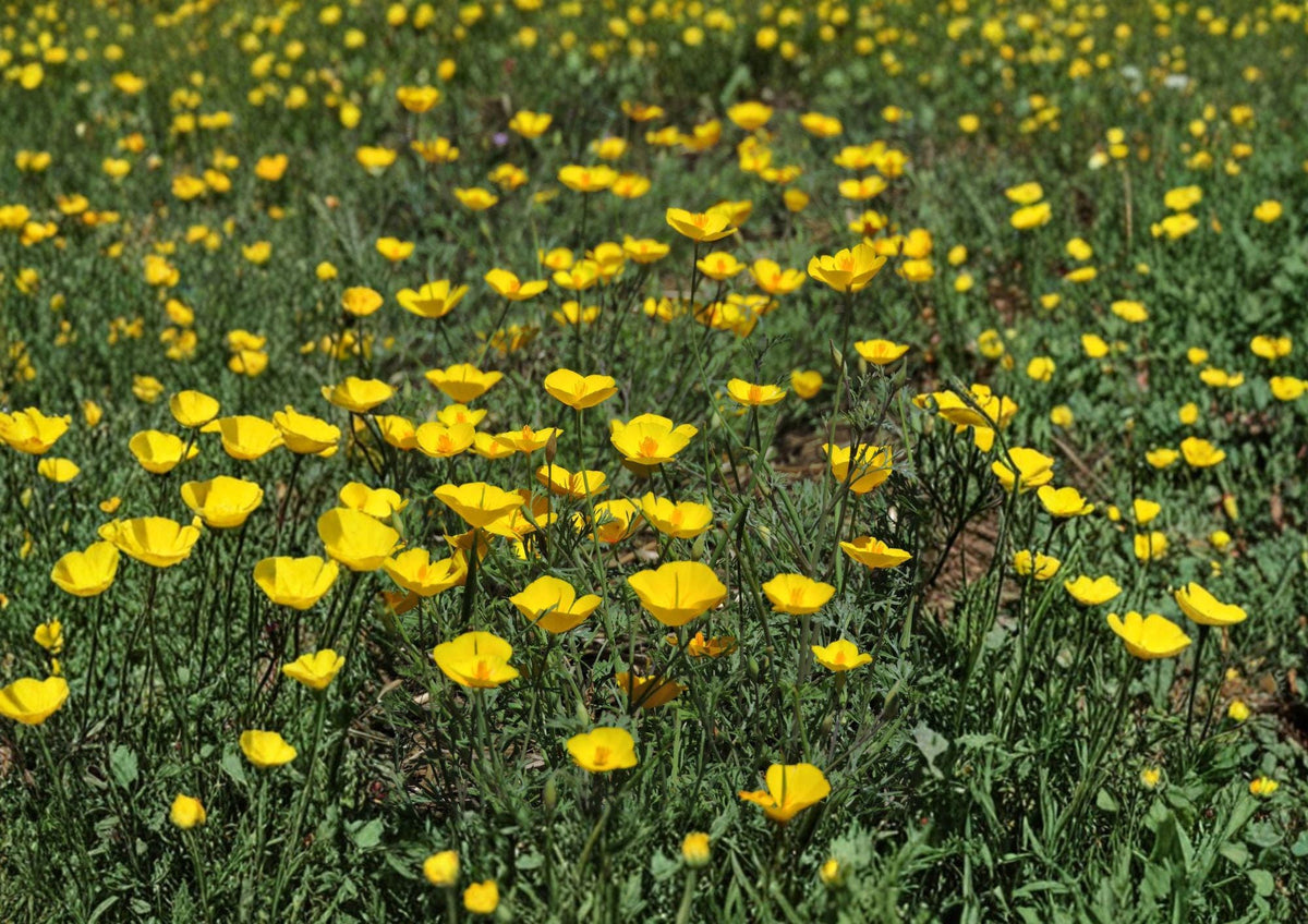 Tufted California Poppy Seeds - Dwarf Yellow Wildflower - Eschscholzia caespitosa, Native Annual for Rock Gardens & Borders