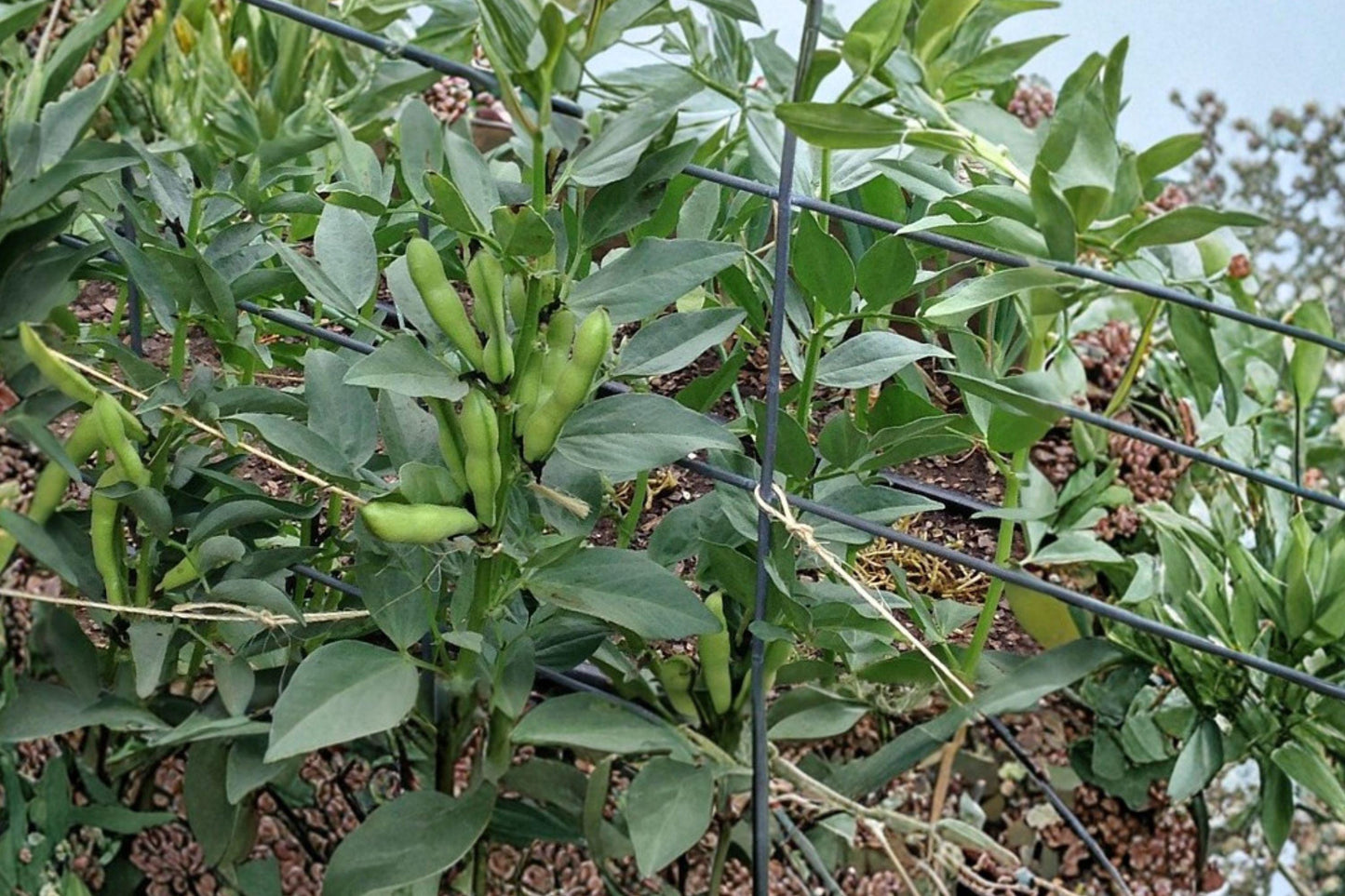 Fava Bean Seeds - 10 Heirloom Broad Seeds for High Yield, Cool-Season Vegetable, Soil Enriching, Edible Pods, Legume, Vicia faba