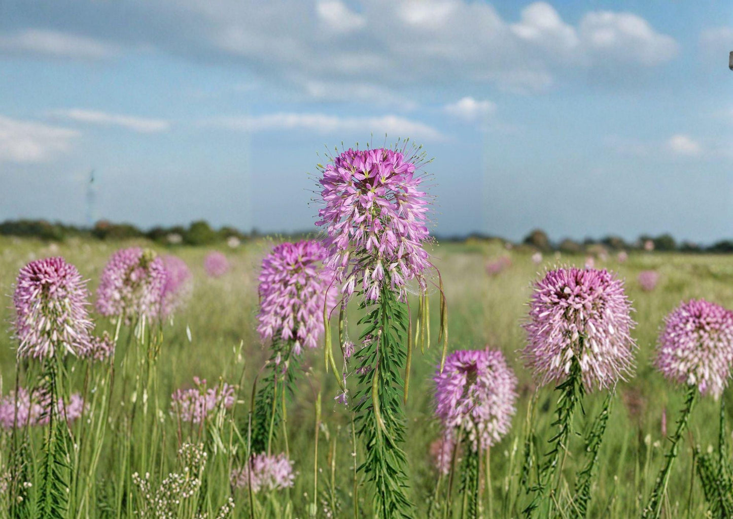 Rocky Mountain Bee Plant Seeds - Native Wildflower, Pink to Purple Blooms, Pollinator Friendly, Cleome serrulata, Drought Tolerant