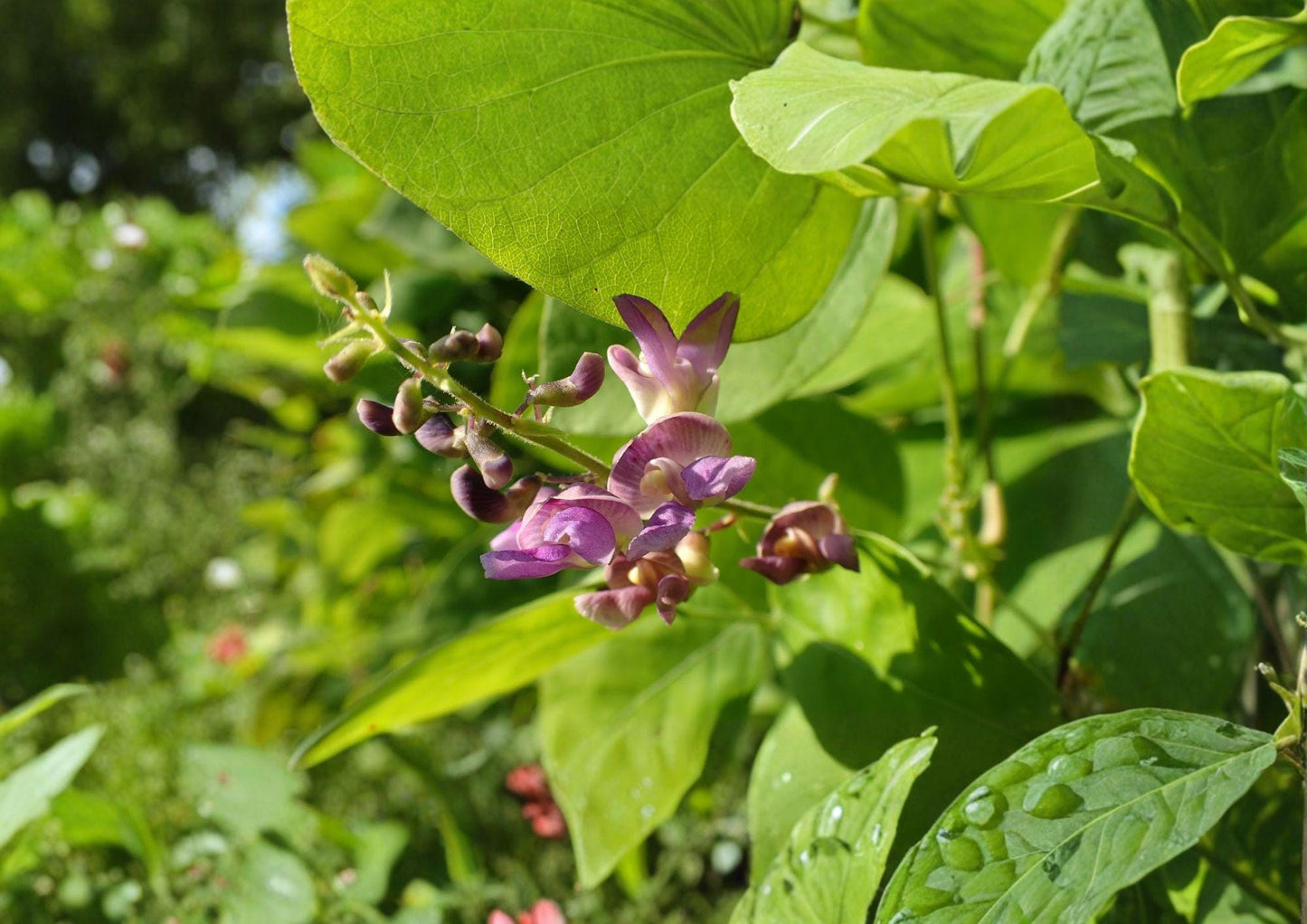 Wild Kidney Bean Seeds – Native Climbing Vine with Edible Pods, Pink to Purple Flowers, Phaseolus polystachios