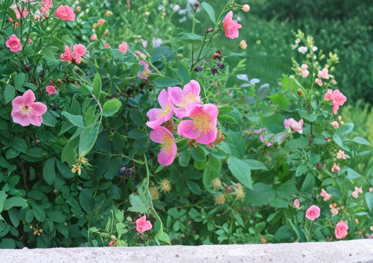 Rosa Arkansana Prairie Wild Rose Seeds – Fragrant Pink Flowers, Native Shrub, Wildlife Garden, Drought Tolerant, 10 Seeds