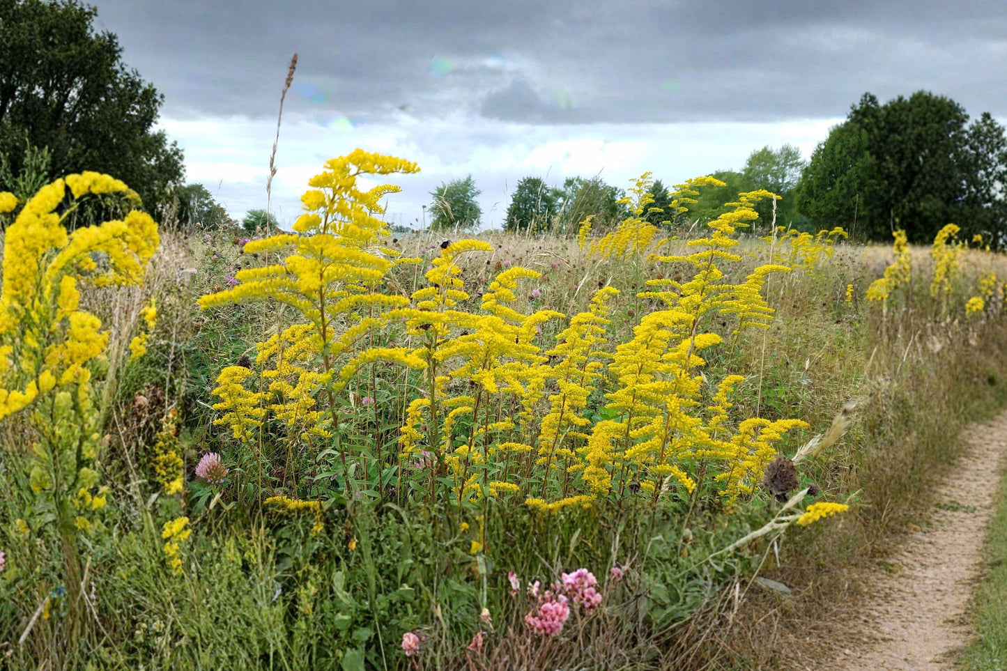 Old Field Goldenrod Seeds – Native Yellow Wildflower for Pollinator Gardens, Solidago nemoralis, Drought-Tolerant Perennial, Bee & Butterfly Attractant