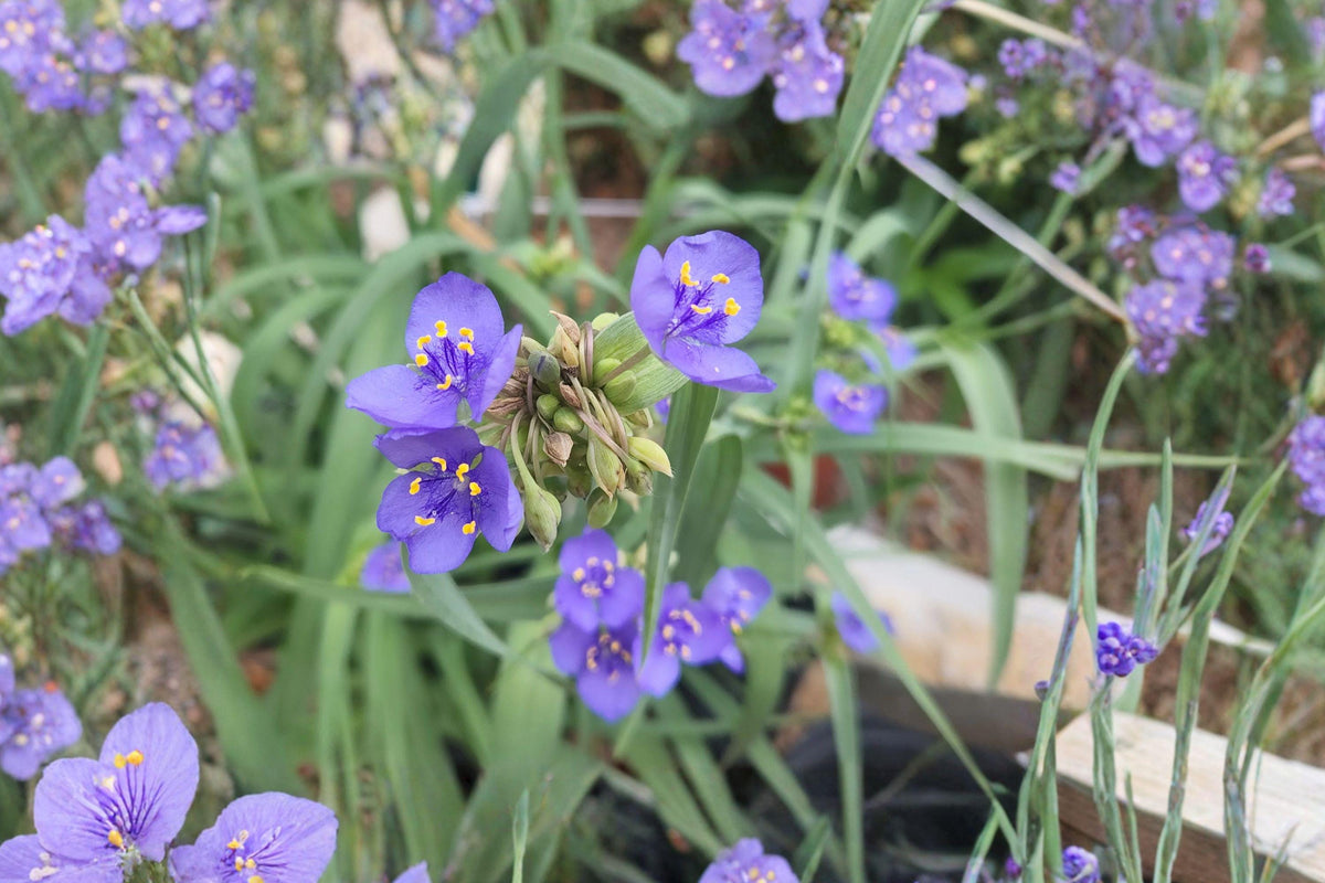 Western Spiderwort Seeds – Native Blue Purple Perennial for Gardens, Tradescantia occidentalis, 25 Seeds