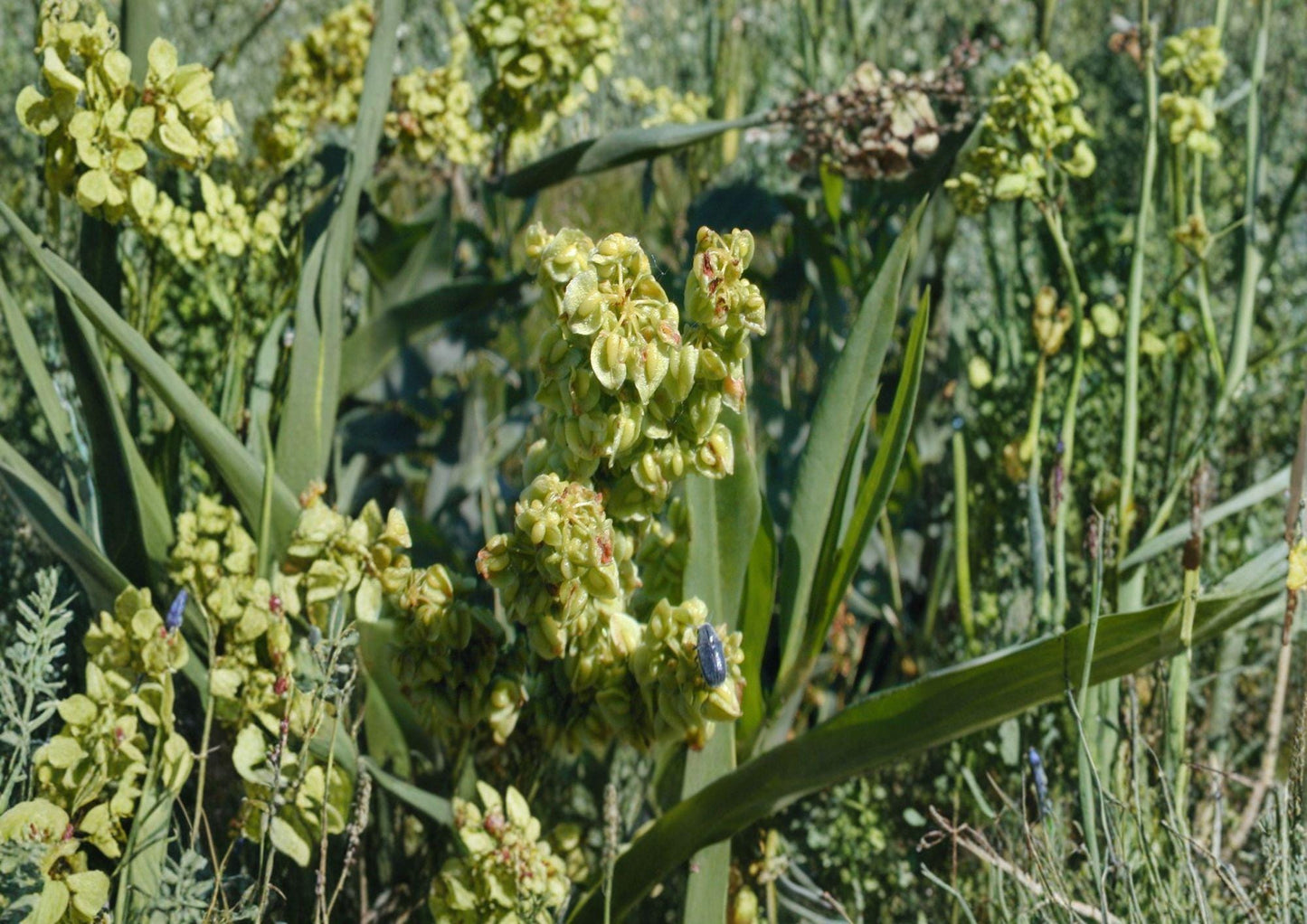 Rumex Altissimus Pale Dock Seeds – Native Perennial for Meadows, Wetlands, Gardens, Ecological Restoration