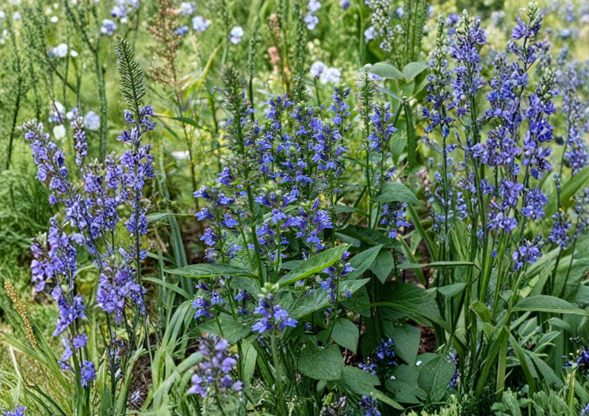 Blue Lobelia Seeds – Native Perennial for Pollinator Gardens, Lobelia siphilitica, Vivid Blue Tubular Flowers, Moist Soil, Wildlife Attracting