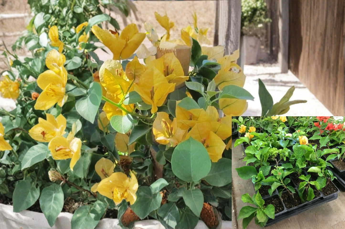 Bougainvillea California Gold Rooted Cutting - Vibrant Golden Bracts, Tropical Flowering Vine, Live Plant