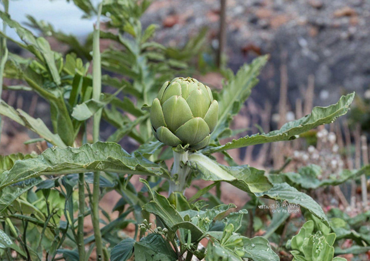 Green Globe Artichoke Seeds - Heirloom Gourmet Vegetable, Large Round Green Buds, Ornamental Foliage, Scientific Name: Cynara scolymus