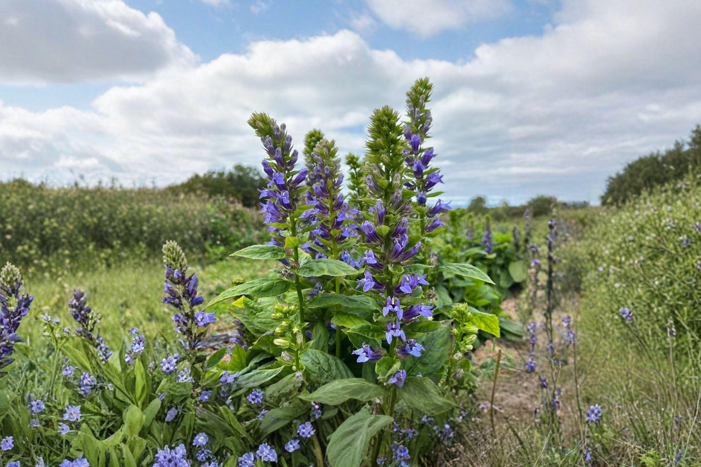 Blue Lobelia Seeds – 100 Native Perennial Wildflower for Gardens, Moist Areas, Pollinator Attracting, Lobelia siphilitica