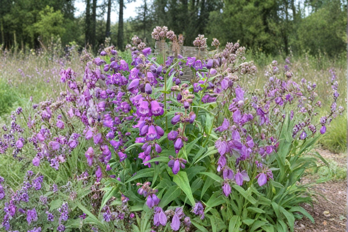 Showy Beardtongue Seeds – Native Perennial Wildflower for Pollinator Gardens – Penstemon cobaea, Lavender Pink Blooms, 40 Seeds