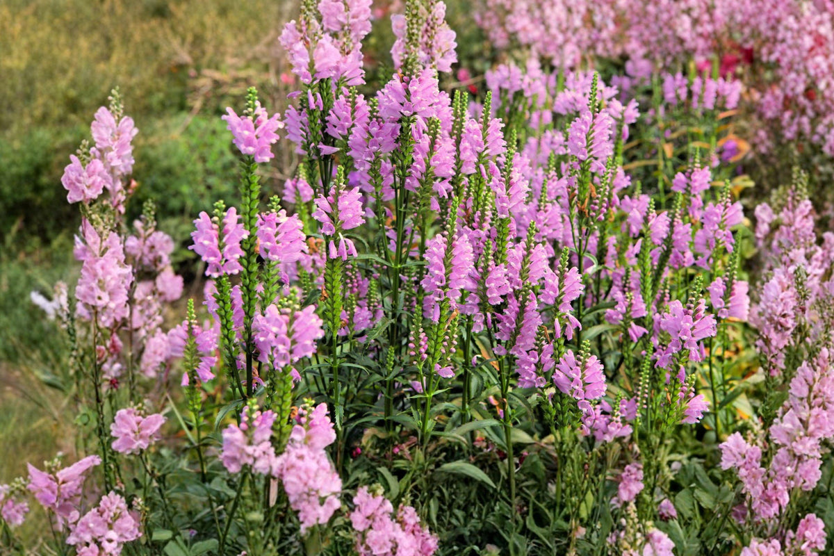 Obedient Plant Seeds – Native Pink Purple Spikes, Pollinator Garden Wildflower, Physostegia virginiana, 50 Seeds