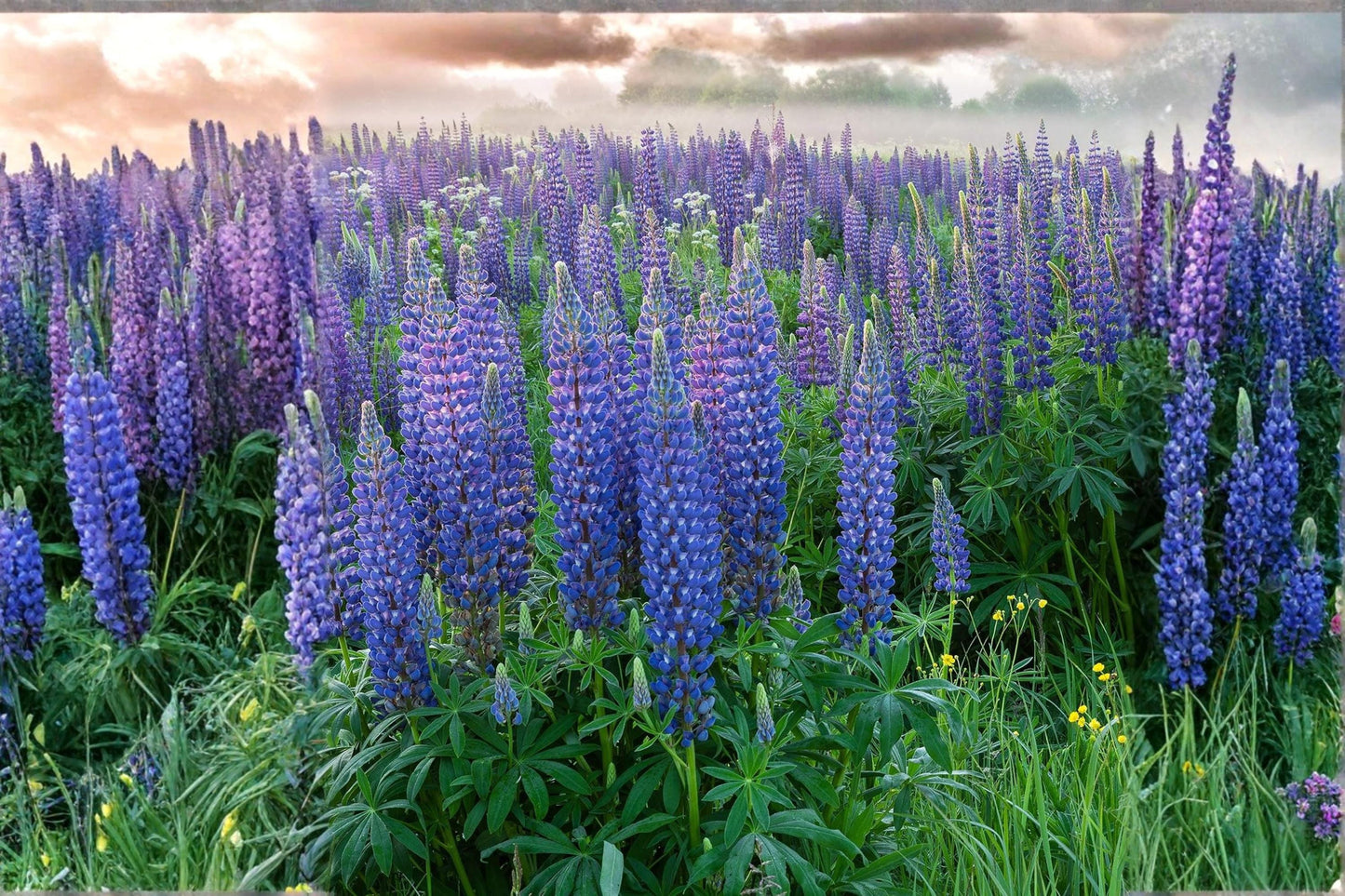 Blue Lupine Seeds – Native Perennial Wildflower for Pollinators – Lupinus perennis – Prairie Garden Plant (25 Seeds)
