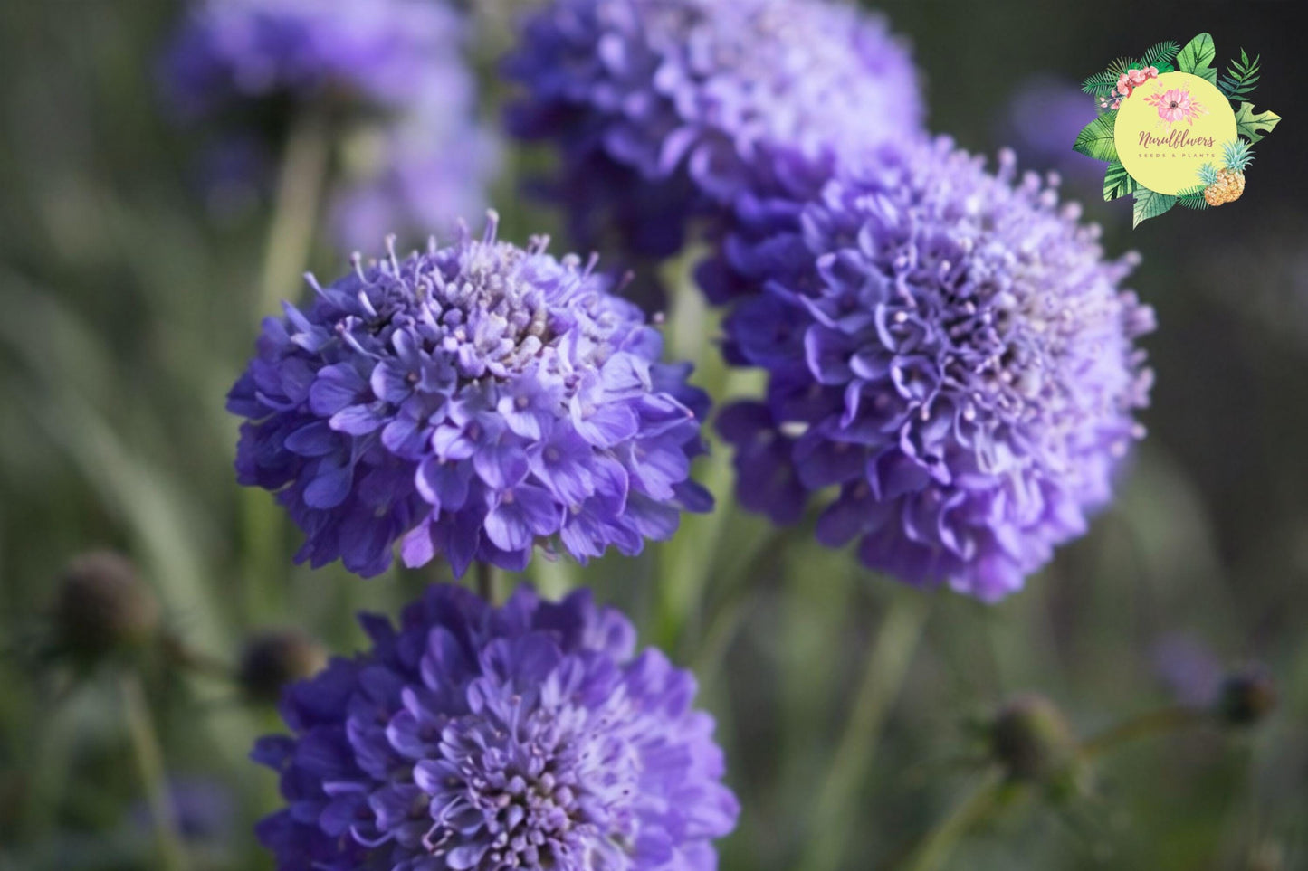 Oxford Blue Scabiosa Flower Seeds – Annual Garden Blooms, Deep Blue, Pollinator Attracting, Non-GMO, 75+ Seeds