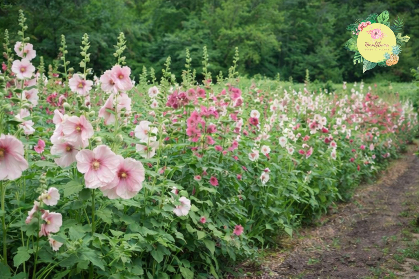 Hollyhock Seeds 45+ Heirloom Alcea Rosea Perennial Flower Seeds for Garden, Tall Upright, Bee & Butterfly Attracting