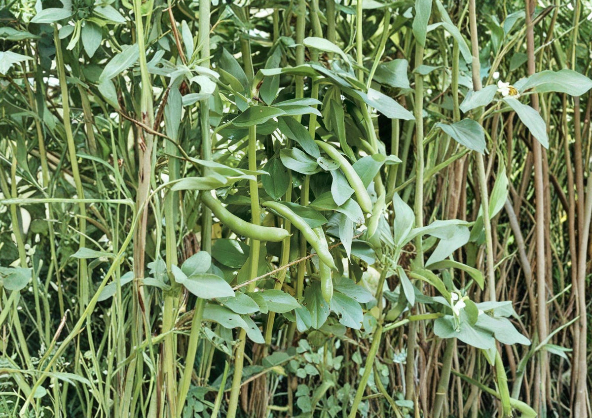 Fava Bean Seeds, Heirloom Broad Bean, Cool-Season Vegetable, Edible Pods, Organic Fava Bean Seeds, Mediterranean Cuisine