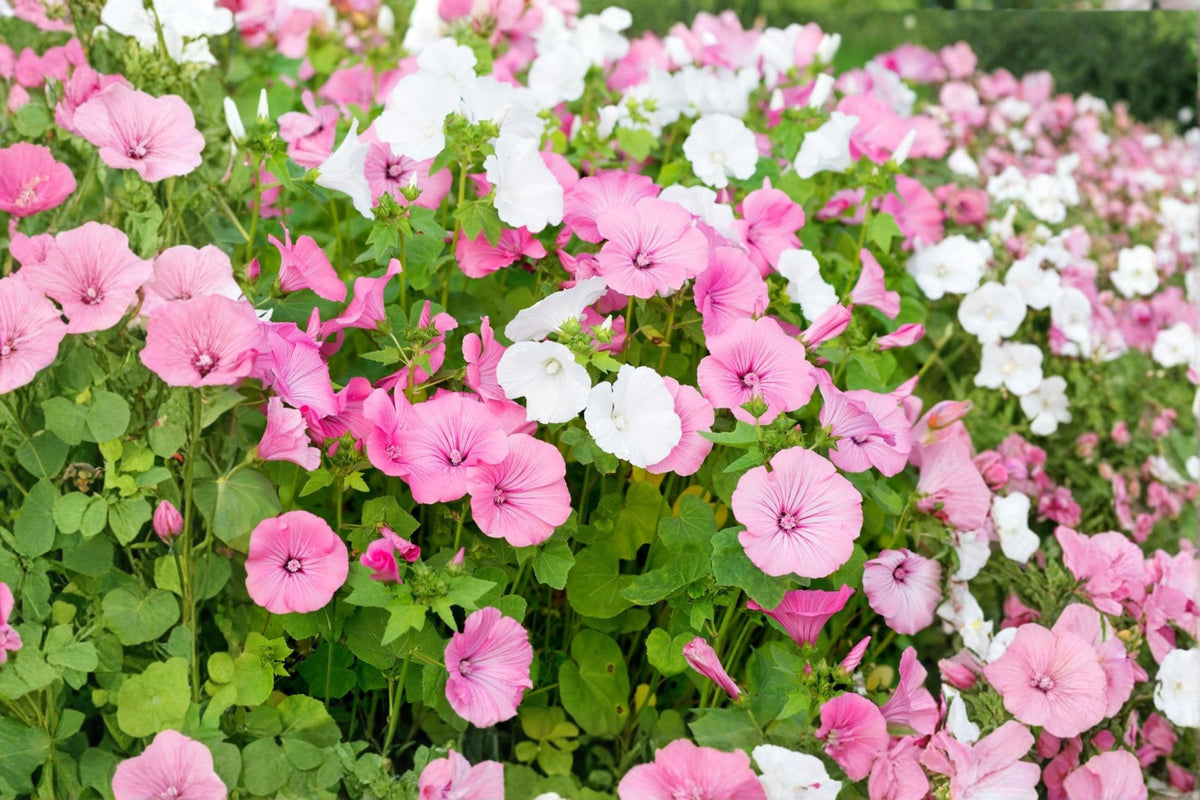 Dwarf Rose Mallow Seeds Mix – 40 Pack, Annual Flowers for Cottage Gardens, Borders & Containers, Lavatera trimestris
