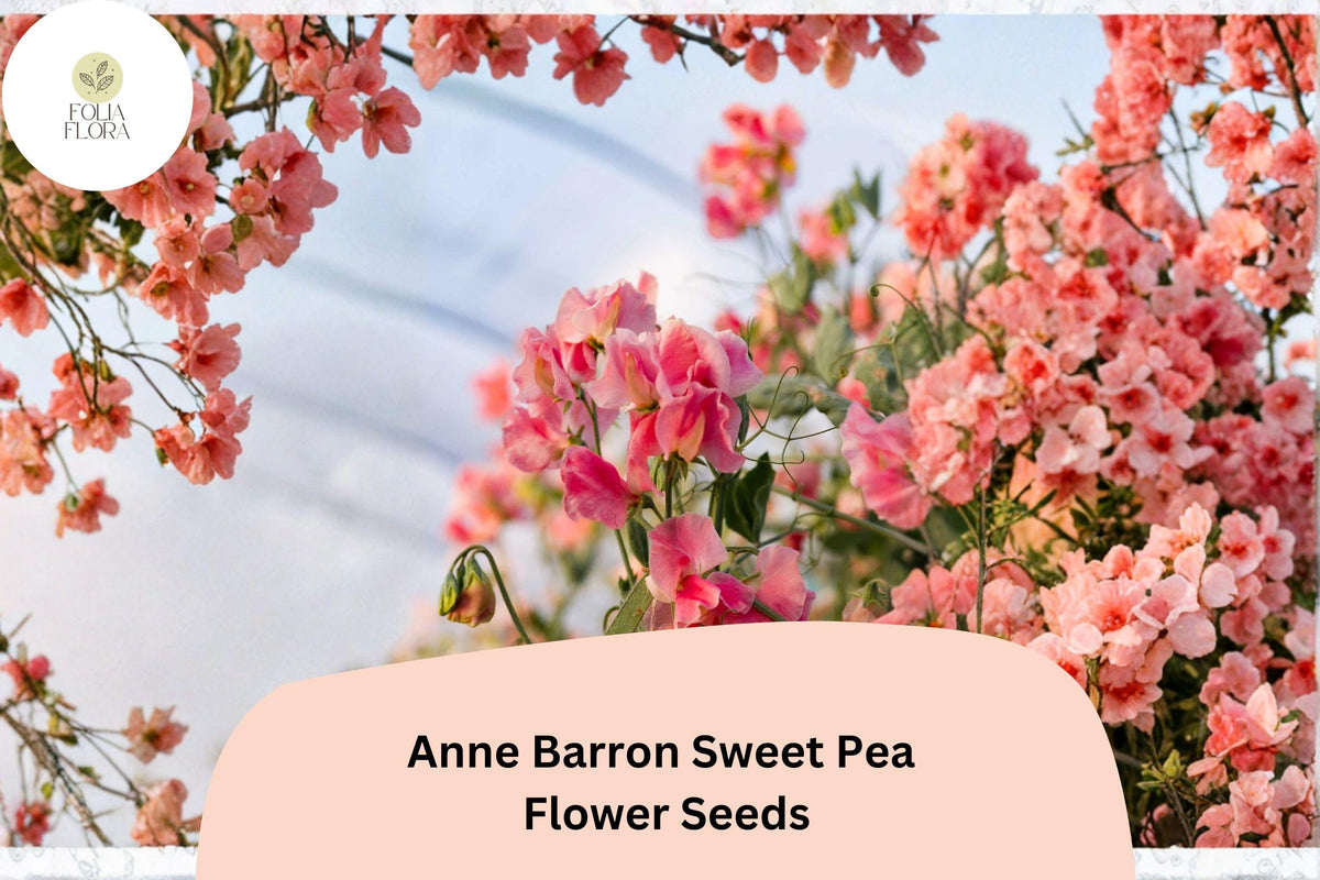 50+ Anne Barron Sweet Pea Seeds | Soft Pink Climbing Flower | Lathyrus odoratus ‘Anne Barron’ | Garden Trellis, Fence, Arch