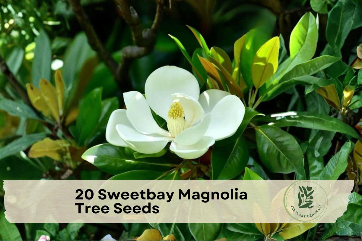 Sweetbay Magnolia Seeds, Magnolia virginiana, Native Tree for Garden & Landscape, White Fragrant Blooms