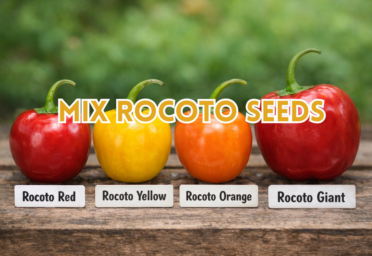 Mix Rocoto Pepper Seeds, Capsicum Pubescens Heirloom Variety, 25 Seeds, Multi-Color, Perennial South American Plant