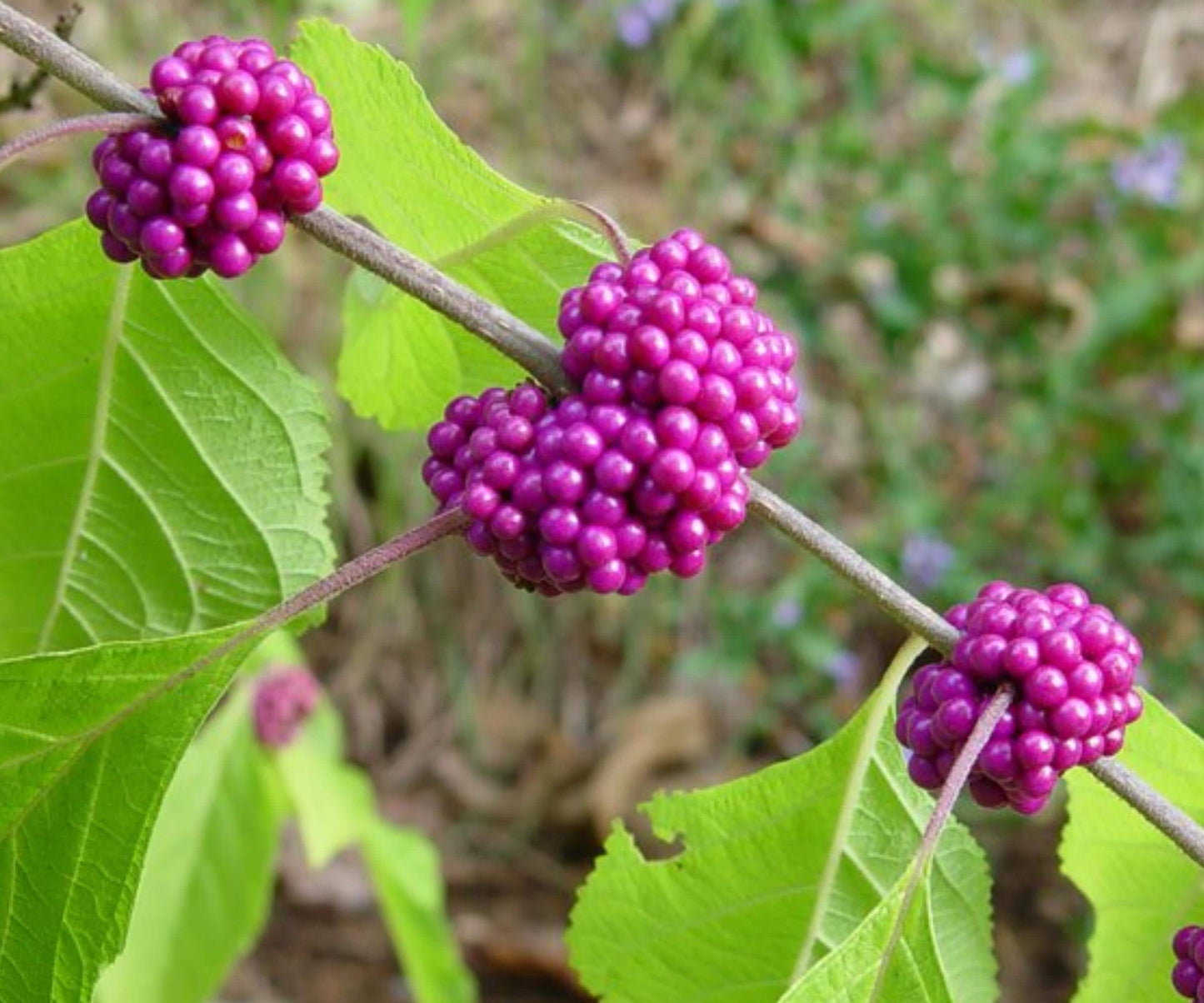 American Beautyberry Live Plant - 1-2 Ft. Purple Berry Shrub Callicarpa americana for Landscaping