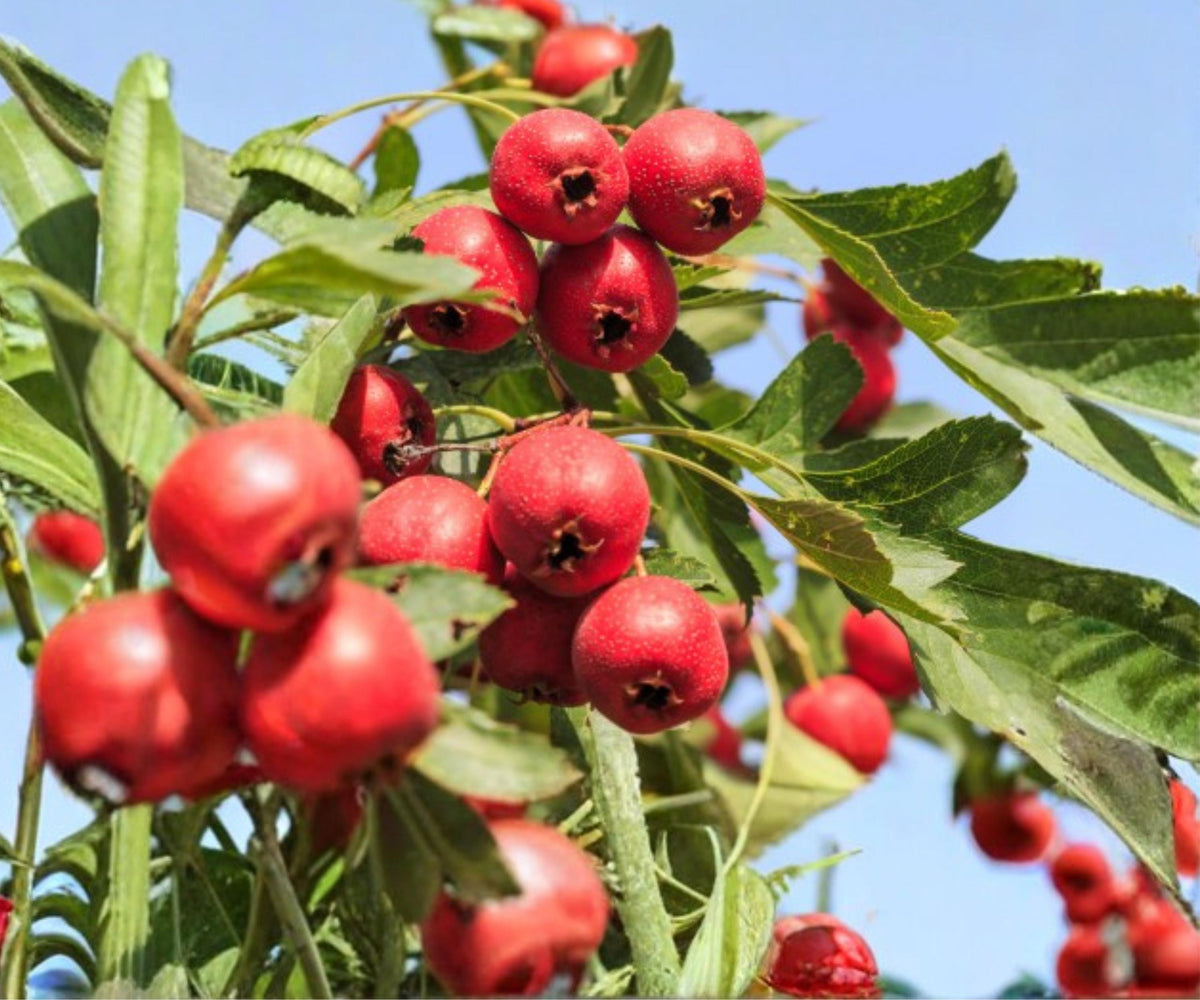 Mayhaw Live Plants - 6" Crataegus aestivalis Red Hawthorn Fruit Tree Seedlings, Edible & Ornamental Shrubs
