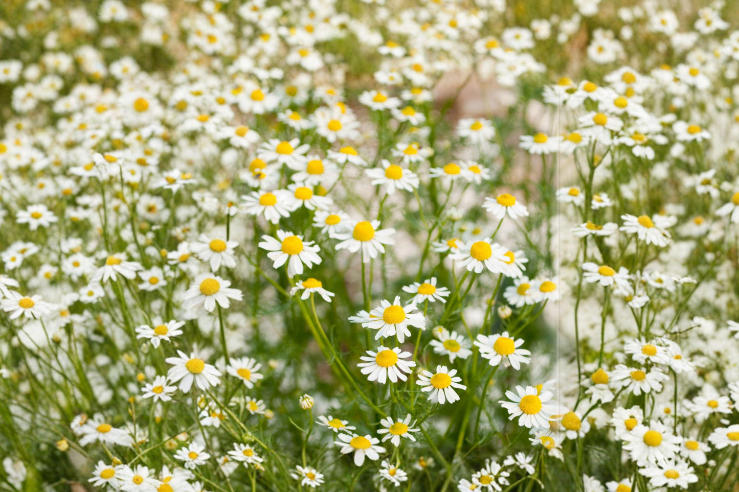 German Chamomile Seeds – Heirloom Herb for Tea Garden, Pollinator Friendly, Daisy-Like White Flowers, Matricaria recutita, 100 Seeds