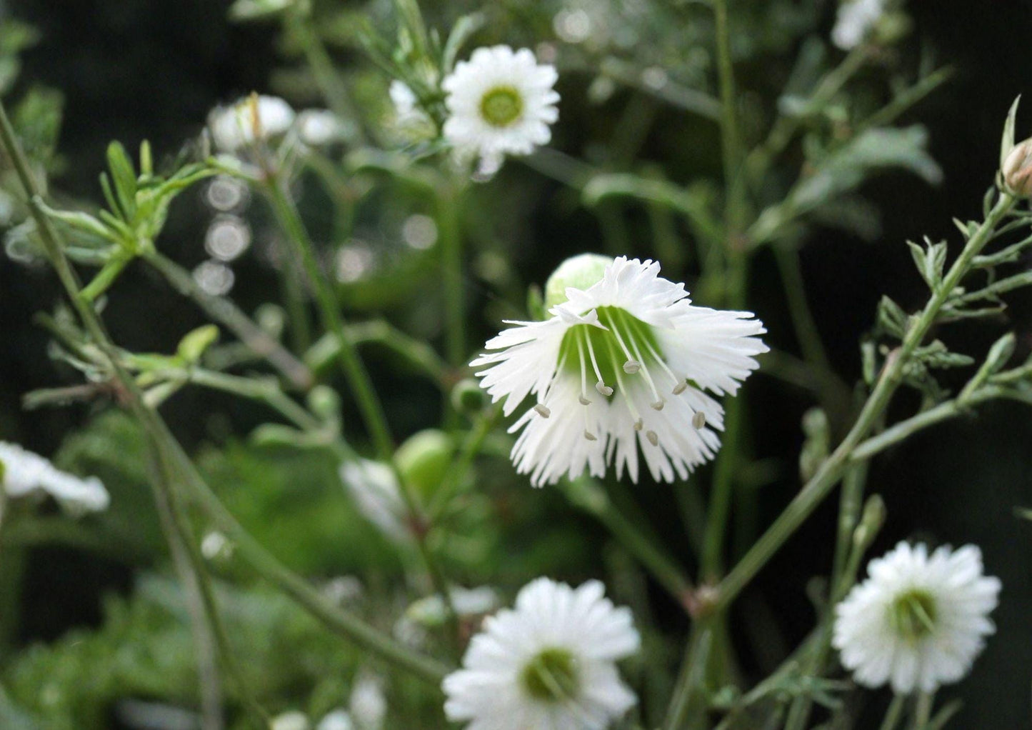 Silene Stellata Seeds – Starry Campion Woodland Perennial with Fragrant White Flowers, Native Pollinator Plant, 100 Seeds