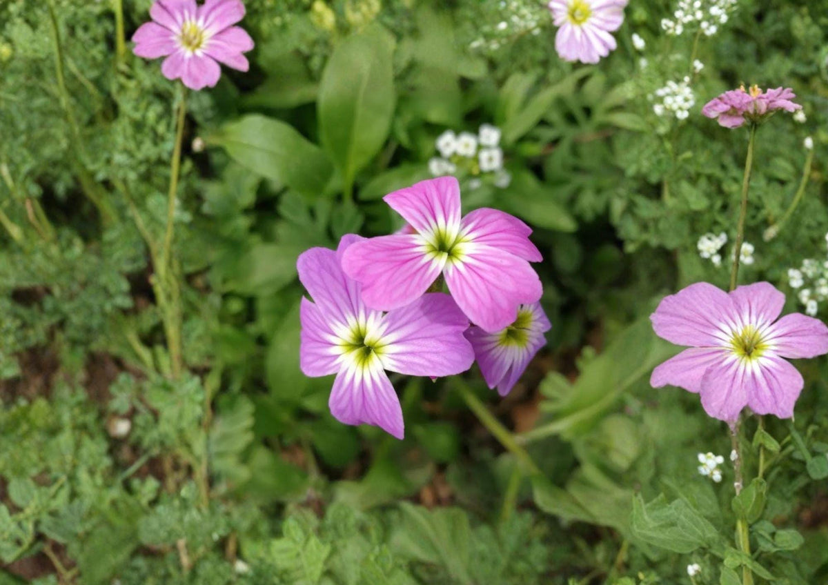 Virginia Stock Seeds – Fragrant Pink Purple Annual Flower for Gardens – Malcolmia maritima, Cottage Garden, Border, Container Planting