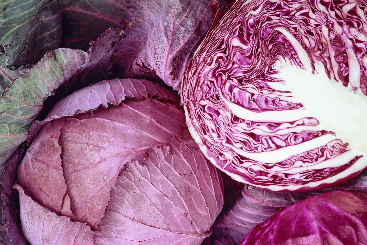 Red Acre Cabbage Seeds 500 Pack – Heirloom Non-GMO, Compact, Early Maturing, Cool Season, Brassica oleracea
