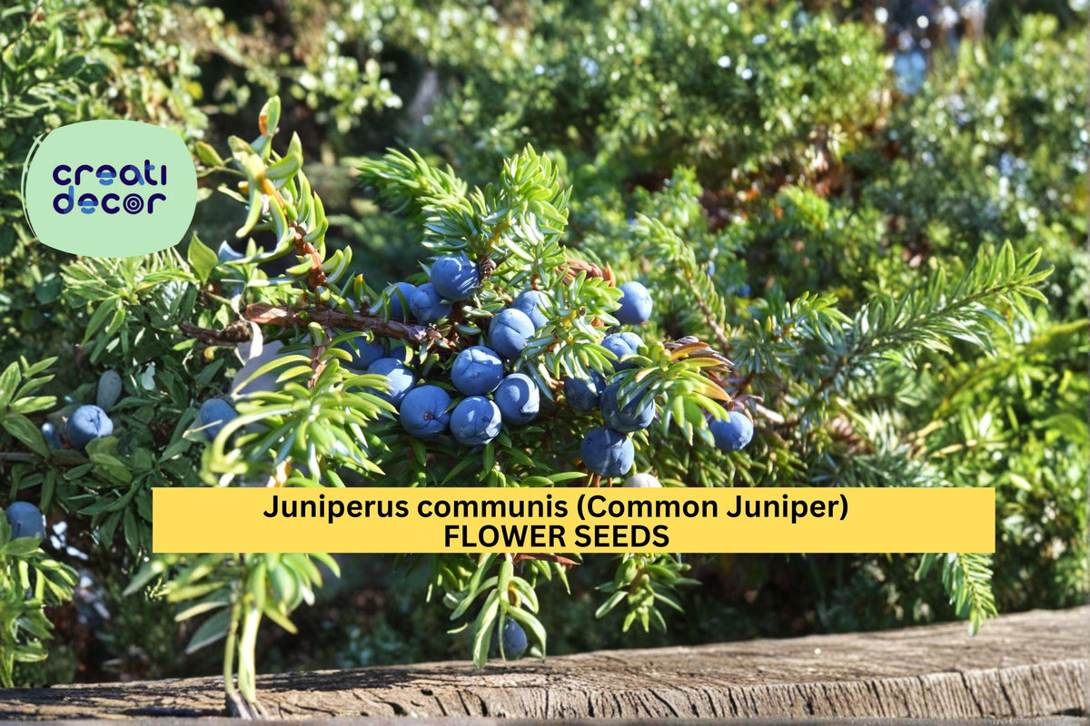 Juniper Seeds, Common Juniper, Evergreen Conifer Shrub, Hardy Landscape Plant, Juniperus communis, 25 Seeds
