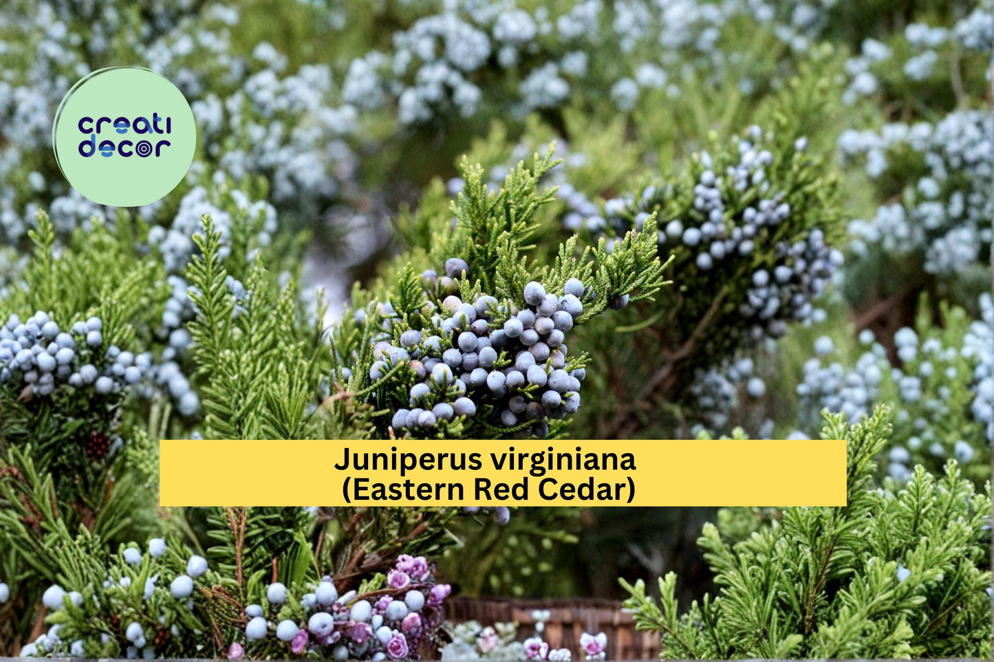Juniperus virginiana Seeds – Eastern Red Cedar Native Evergreen Tree for Landscaping, Windbreaks, and Gardens, 25 Seeds