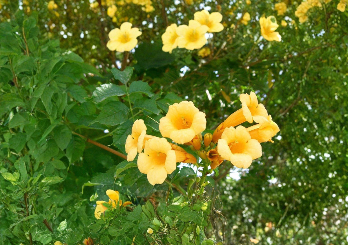 Yellow Trumpet Vine Seeds – Fast Growing Climbing Plant with Bright Yellow Flowers, Campsis radicans 'Flava'