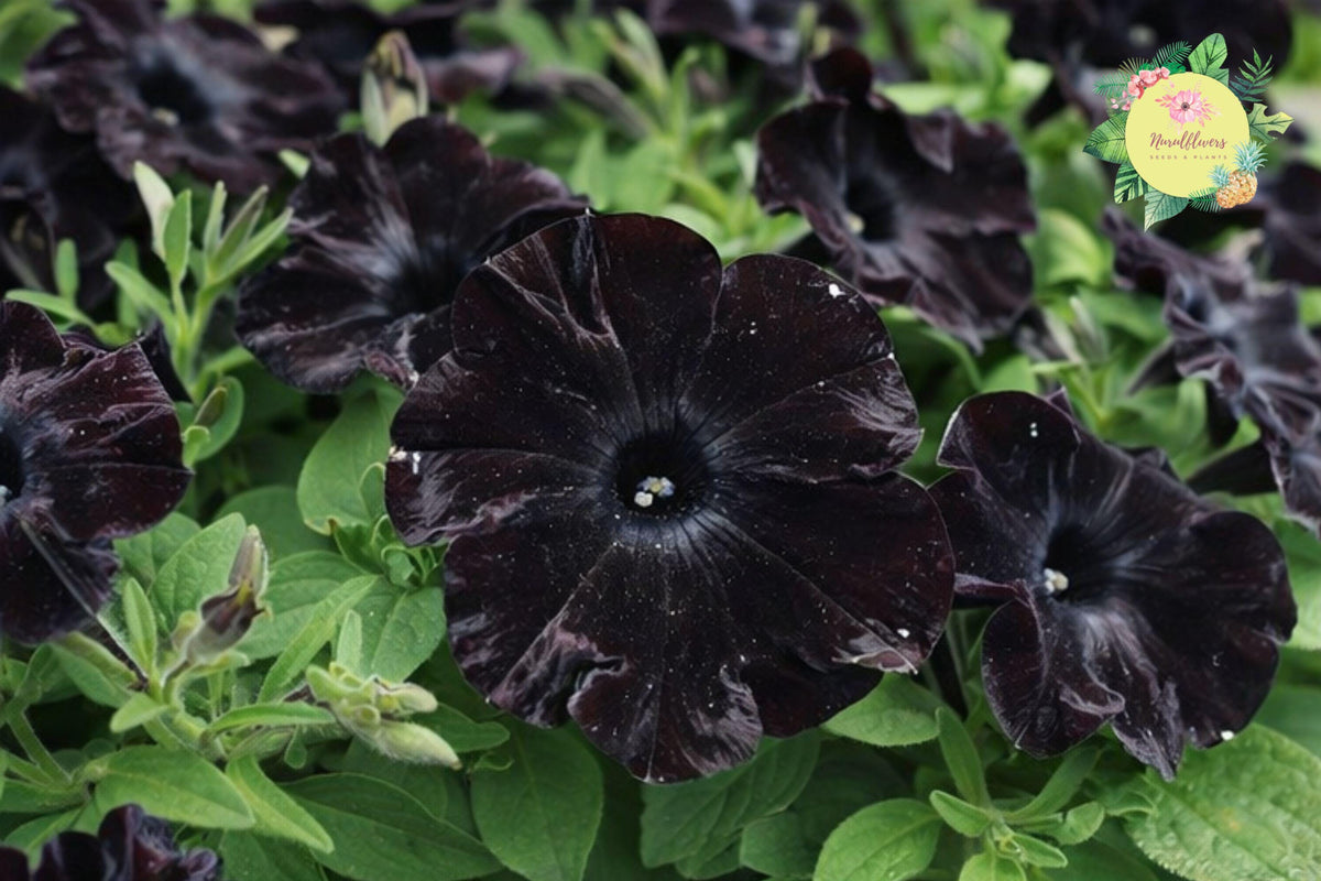 Black Velvet Mum Seeds – Annual Chrysanthemum morifolium Garden Flowers – Rich Dark Blooms for Full Sun Gardens
