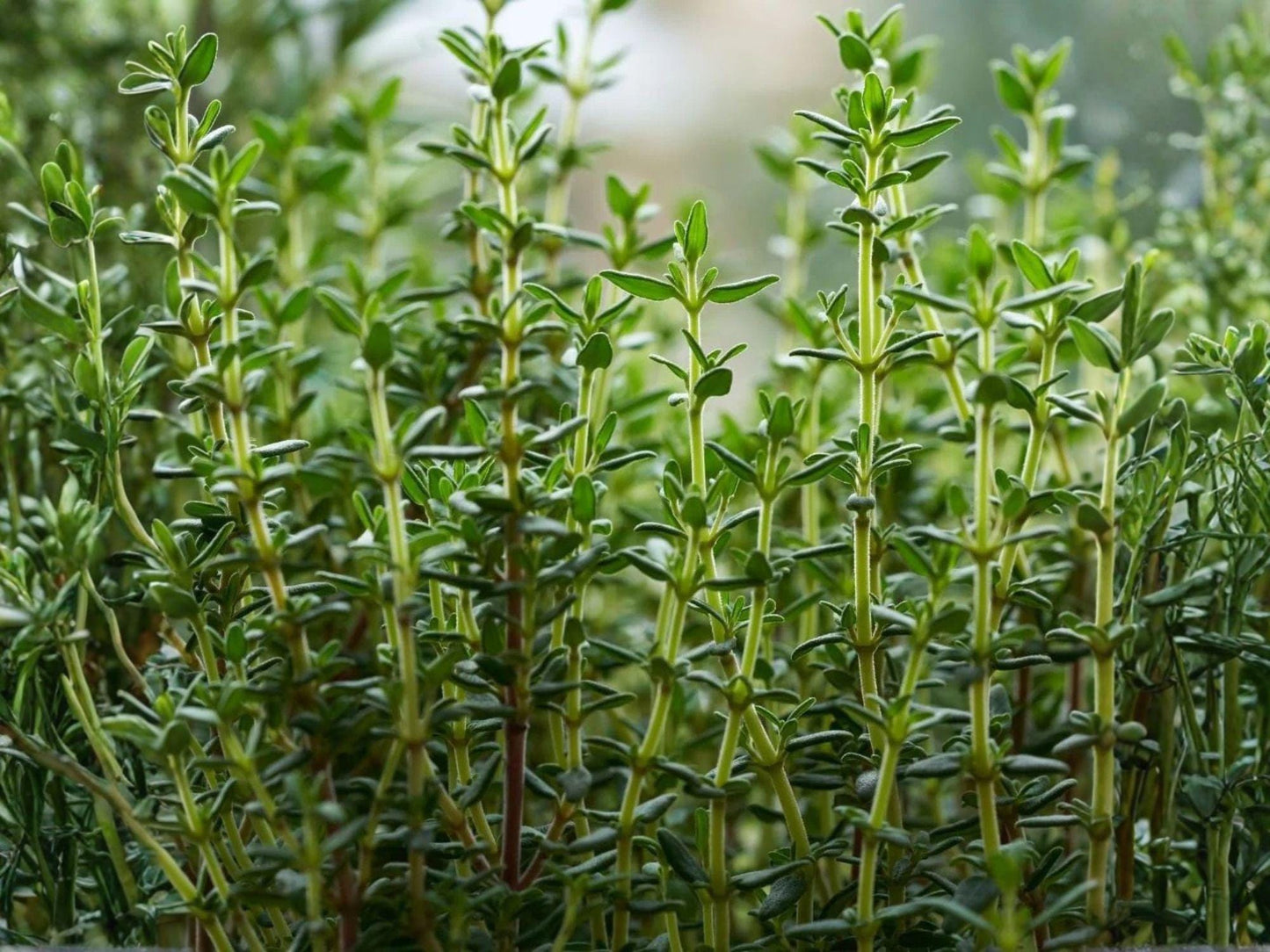 Thyme Seeds – 300 Heirloom Culinary Herb Seeds for Garden & Container Growing – Thymus vulgaris