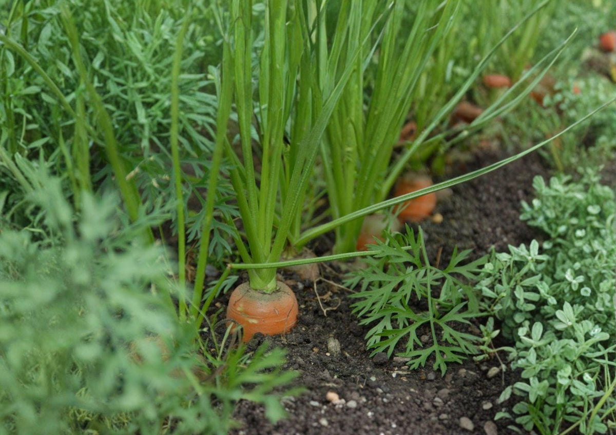 Tendersweet Carrot Seeds - 500 Heirloom Long Orange Roots for Fresh Eating, Juicing & Cooking