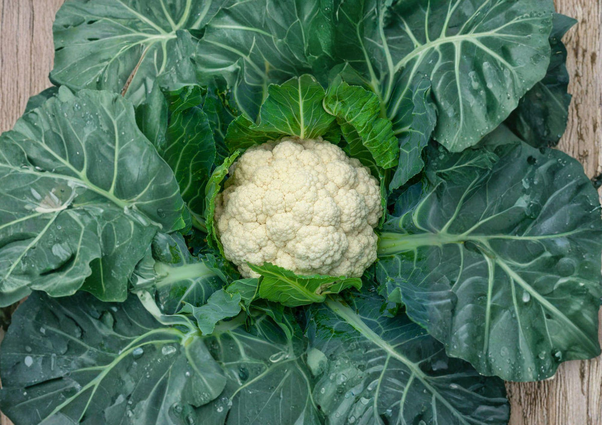 Heirloom Snowball Y Improved Cauliflower Seeds – 250 Premium White Vegetable Seeds for Cool-Season Gardening