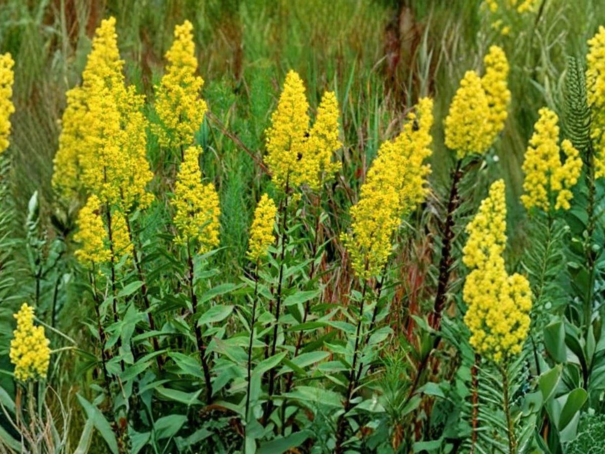 Showy Goldenrod Seeds (100) – Solidago speciosa – Native Perennial Wildflower for Pollinators