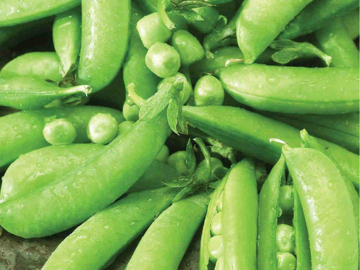 Sugar Snap Pea Seeds – Edible Pod Climbing Garden Variety, Non-GMO, 50 Seeds, Fresh Eating, Early Spring Planting
